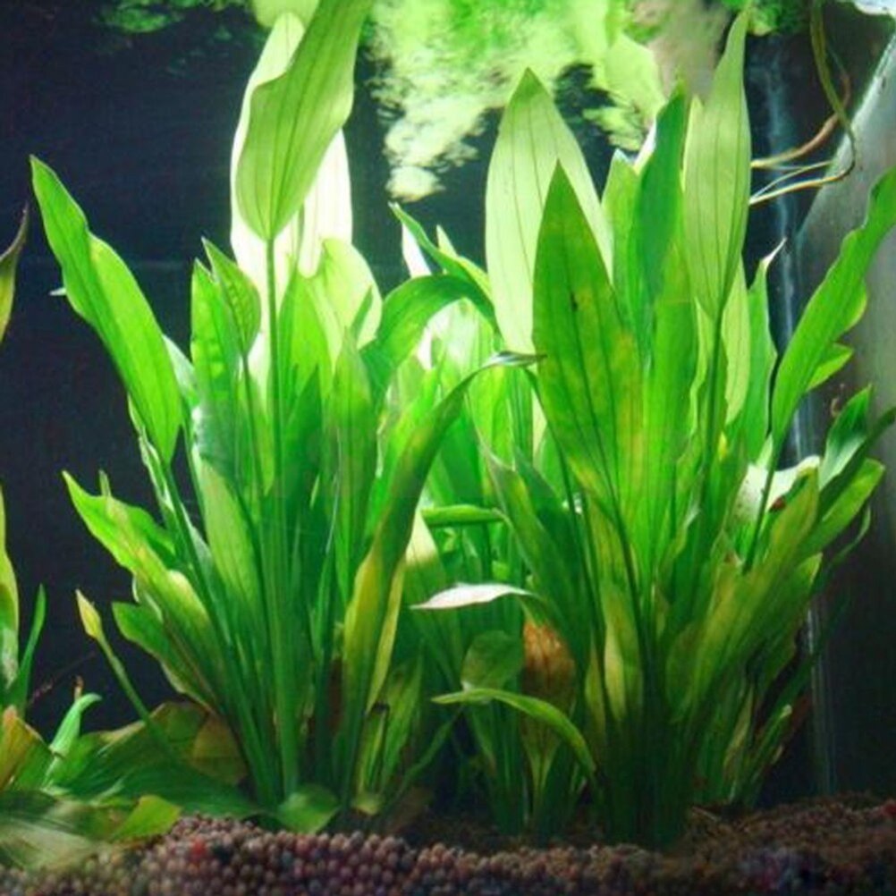 Aquarium Fish For Sale Online - 15 センチメートル人工水族館の装飾植物水雑草飾り水生植物水槽草装飾アクセサリー