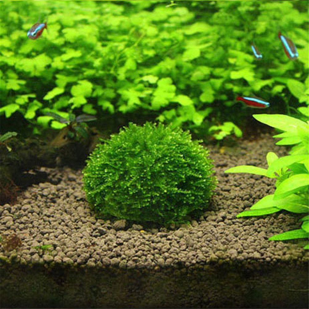 Aquarium Fish For Sale Online - 新しいプラスチック製サスペンションモスドーム半円形ホワイトマリモモスボール水槽アクセサリー装飾モスボール水槽