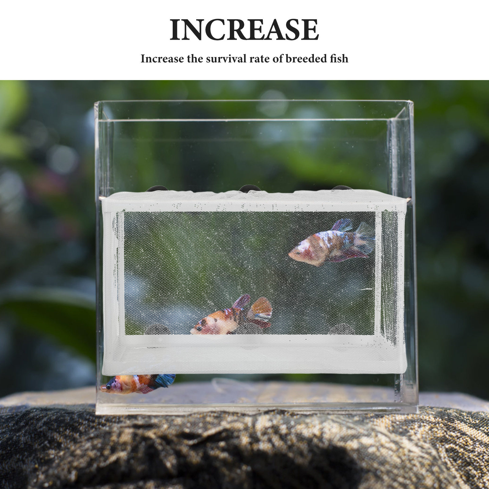 大型の魚網を使用した孵化器。吸盤付きで、水槽やペットの魚の繁 - Aquarium Fish Big Size のレビューと価格