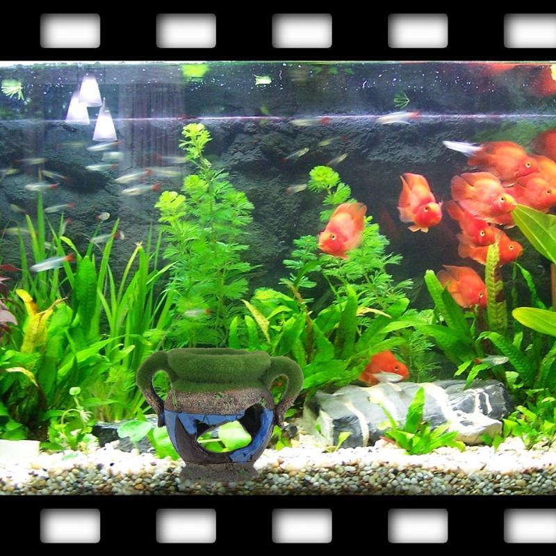 1pc 樹脂花瓶苔水族館装飾アクセサリー魚エビタンク風景装飾 - Aquarium Fish For Sale Online のレビューと価格
