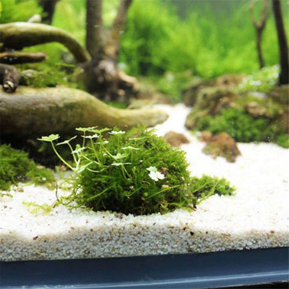 新しいプラスチック製サスペンションモスドーム半円形ホワイトマ - Aquarium Fish For Sale Online のレビューと価格